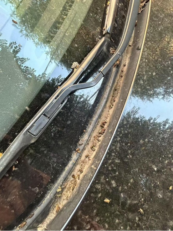 炒菜锅里掉甲虫？这波“黄绿大军”串门太疯狂