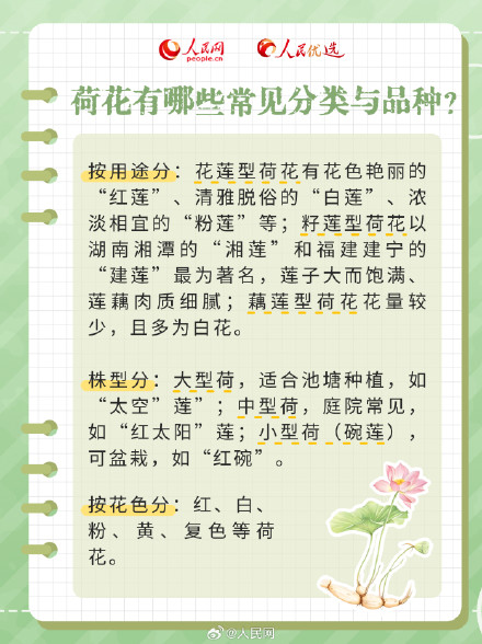 好运“莲”“莲”！夏日限定版荷花知识点