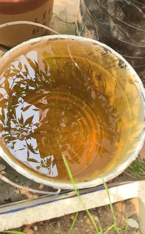 近期降雨频繁,这种水千万别用!建议直接倒地上(不要倒进下水道) 近期降雨频繁,这种水千万别用!建议直接倒地上(不要倒进下水道)