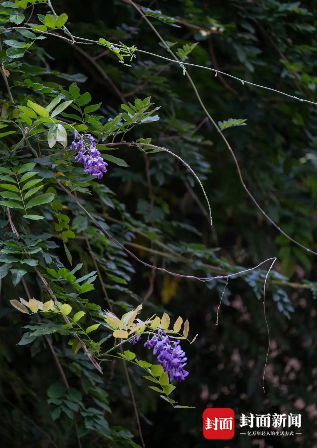 成都桂湖500岁紫藤再开花！ 专家：明年花量或减少