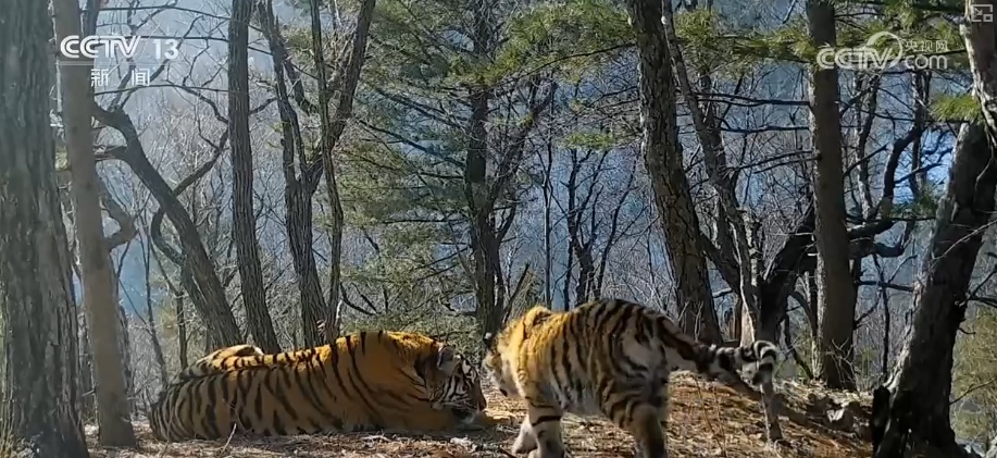 “培训”大熊猫母子、一虎带四崽、两虎打斗……惊喜现身彰显万物共生多姿多彩