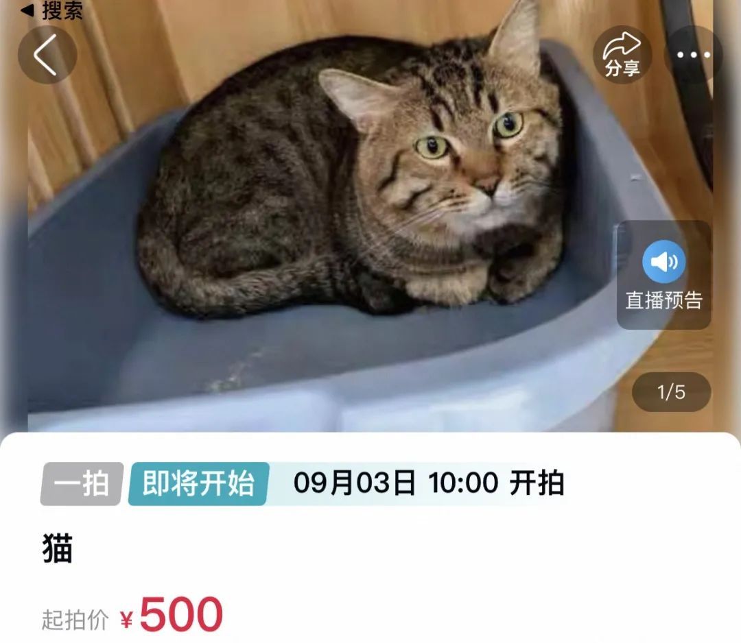 主人欠钱狸猫被法拍，引超4000人竞拍！猫咪的最终归宿在哪儿？律师解读——
