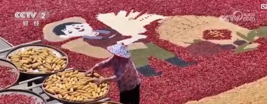 古村晒秋“调色盘”、天山麦浪“金地毯” &nbsp;中国南北独特秋日“丰景”美如画卷