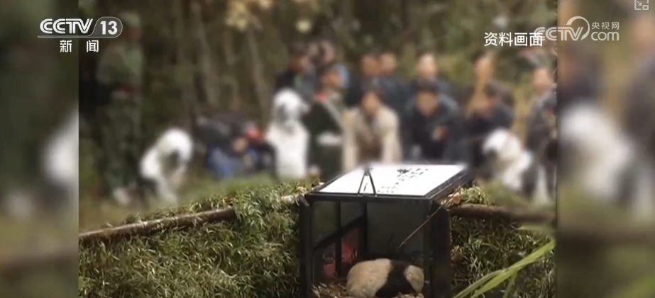 “培训”大熊猫母子、一虎带四崽、两虎打斗……惊喜现身彰显万物共生多姿多彩