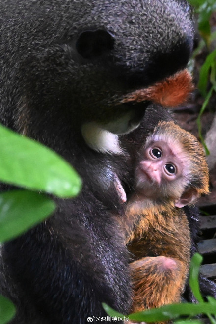 深圳野生动物园新添博士猴“萌宝”