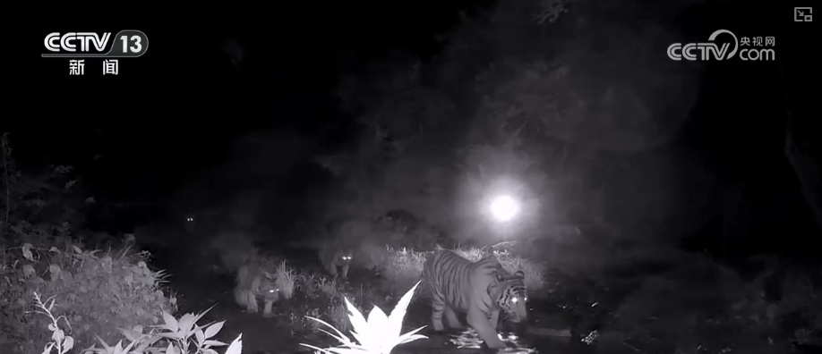 “培训”大熊猫母子、一虎带四崽、两虎打斗……惊喜现身彰显万物共生多姿多彩