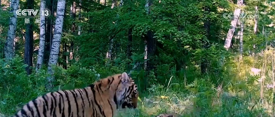 “培训”大熊猫母子、一虎带四崽、两虎打斗……惊喜现身彰显万物共生多姿多彩