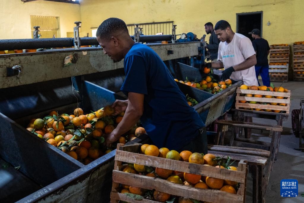 巴西迎来橙子收获季