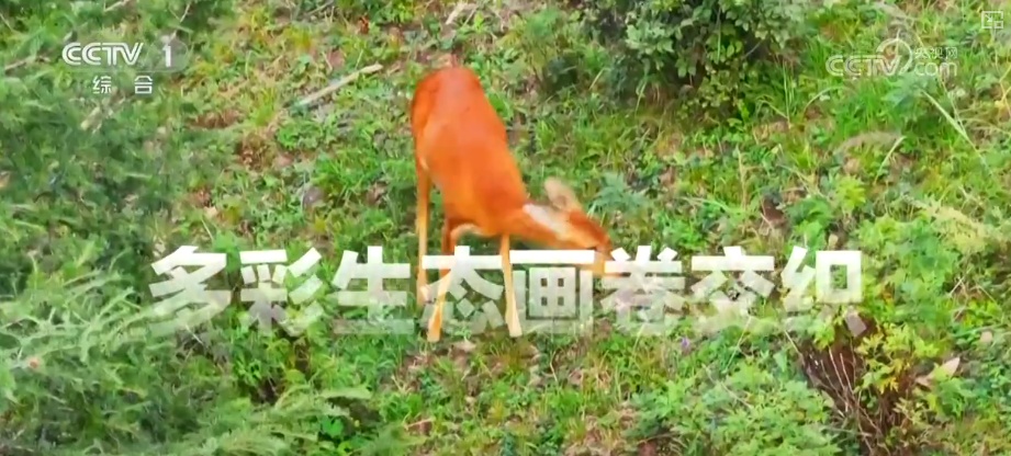 天蓝、地绿、水清共绘多彩生态画卷 生态治理擦亮城市名片 | 看见美丽中国