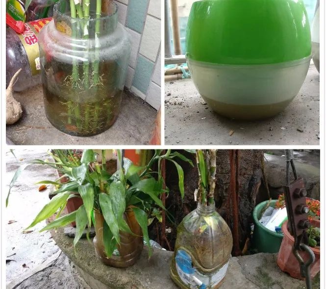 世界蚊子日丨注意，家里这些地方正悄悄“养”出蚊子