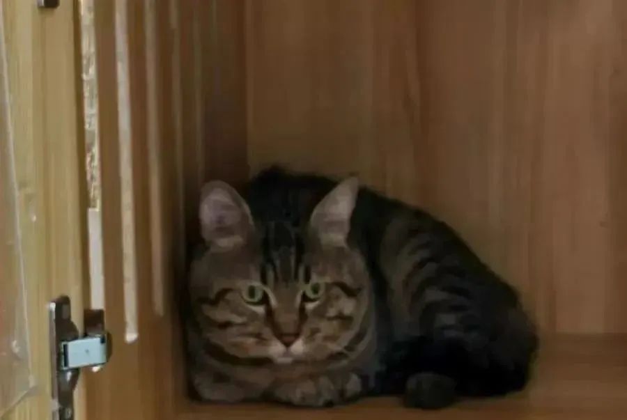 主人欠钱狸猫被法拍，引超4000人竞拍！猫咪的最终归宿在哪儿？律师解读——