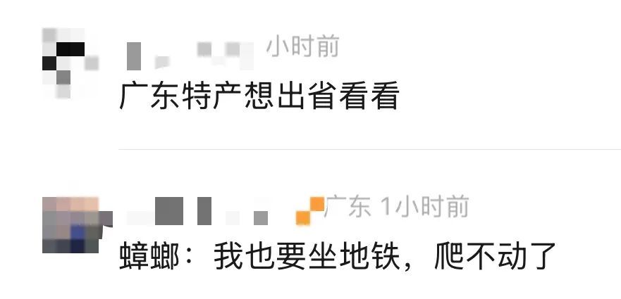 蟑螂“乘客”现身13号线,广州地铁回应 蟑螂“乘客”现身13号线,广州地铁回应