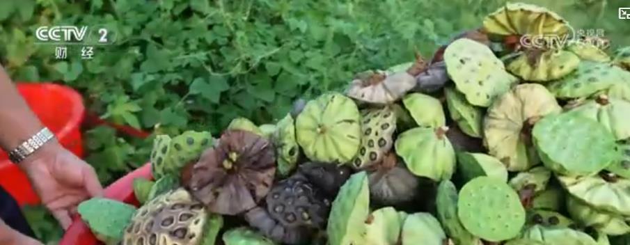 渔满舱、芡实肥、莲蓬香！秋收正当时，多地奏响“陆海丰收交响曲”