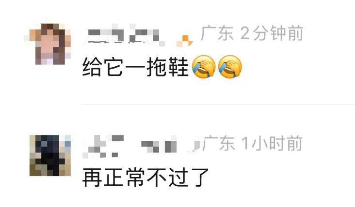 蟑螂“乘客”现身13号线,广州地铁回应 蟑螂“乘客”现身13号线,广州地铁回应