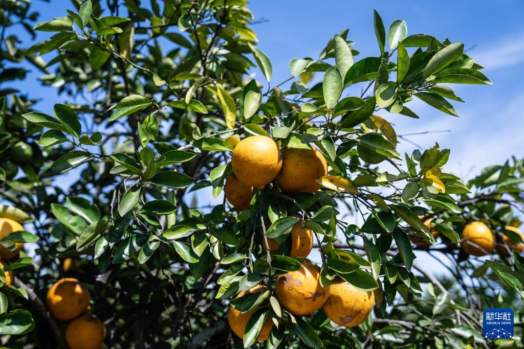 巴西迎来橙子收获季