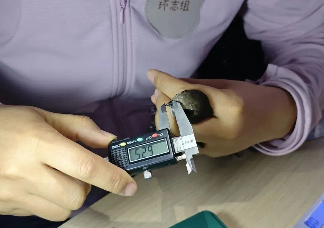 北京中轴线上的雨燕,真的永远不能落地吗? 北京中轴线上的雨燕,真的永远不能落地吗?