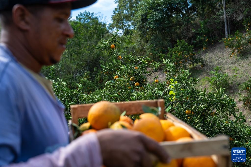 巴西迎来橙子收获季