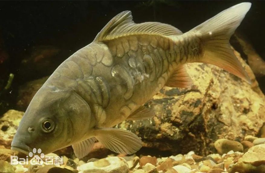 浙江有人散步拍下“怪家伙”,惊呼从没看到过!老板:确实少见,味道一般… 浙江有人散步拍下“怪家伙”,惊呼从没看到过!老板:确实少见,味道一般…