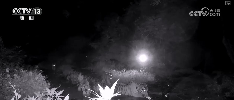 “培训”大熊猫母子、一虎带四崽、两虎打斗……惊喜现身彰显万物共生多姿多彩