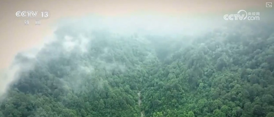 “培训”大熊猫母子、一虎带四崽、两虎打斗……惊喜现身彰显万物共生多姿多彩