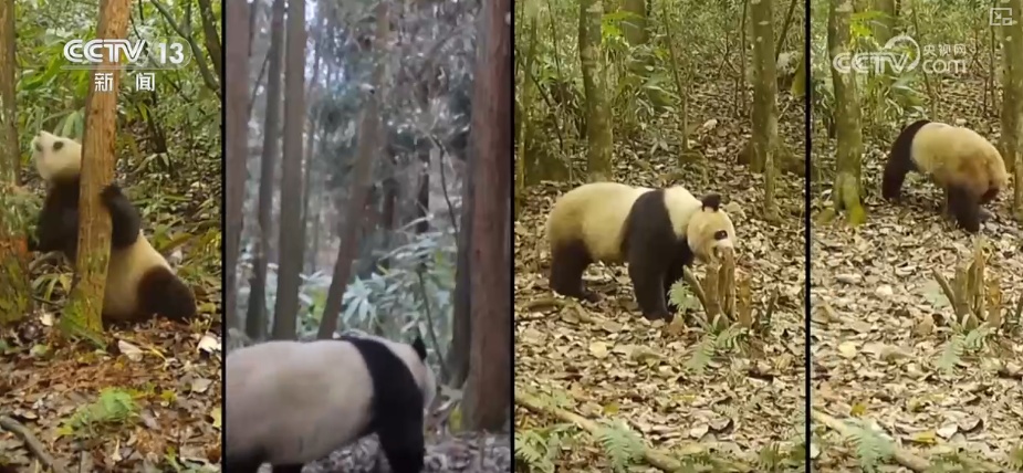 “培训”大熊猫母子、一虎带四崽、两虎打斗……惊喜现身彰显万物共生多姿多彩