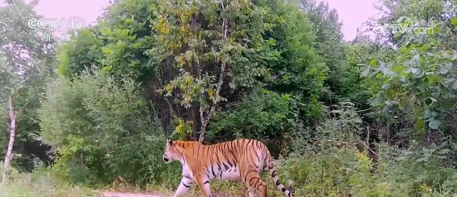 “培训”大熊猫母子、一虎带四崽、两虎打斗……惊喜现身彰显万物共生多姿多彩