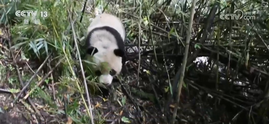 “培训”大熊猫母子、一虎带四崽、两虎打斗……惊喜现身彰显万物共生多姿多彩