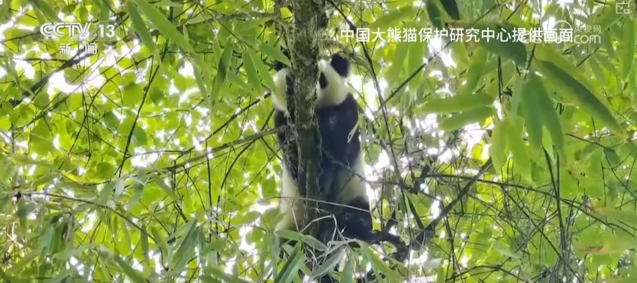 “培训”大熊猫母子、一虎带四崽、两虎打斗……惊喜现身彰显万物共生多姿多彩