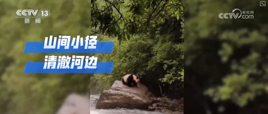 “培训”大熊猫母子、一虎带四崽、两虎打斗……惊喜现身彰显万物共生多姿多彩