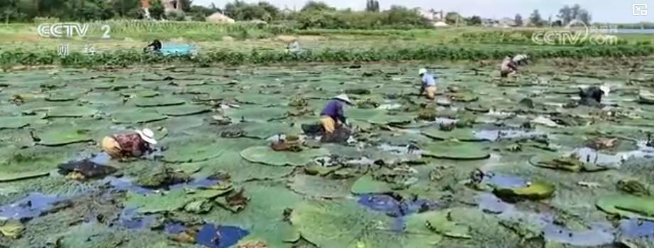 渔满舱、芡实肥、莲蓬香！秋收正当时，多地奏响“陆海丰收交响曲”