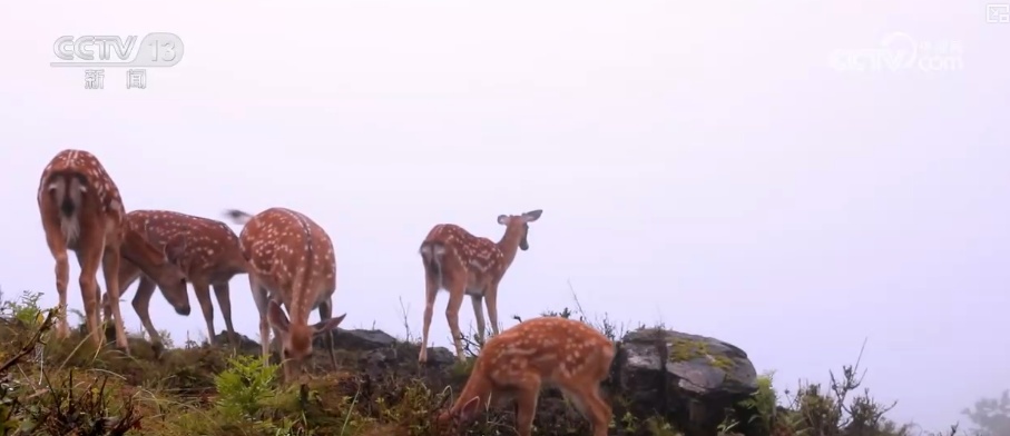 “培训”大熊猫母子、一虎带四崽、两虎打斗……惊喜现身彰显万物共生多姿多彩