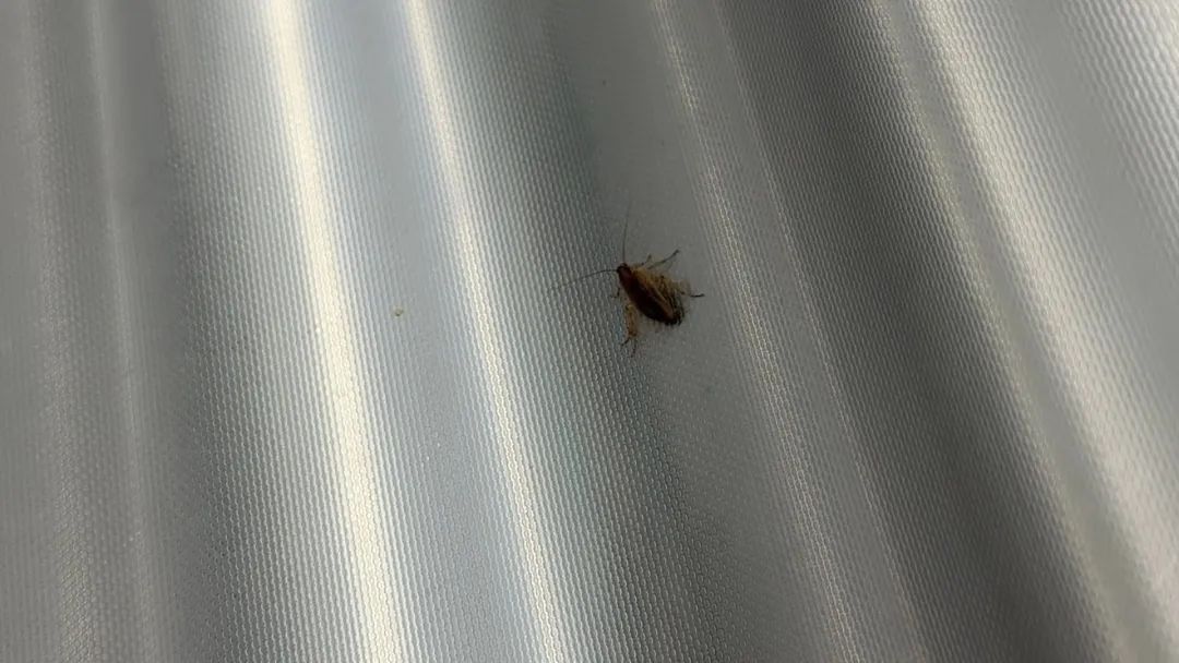 蟑螂“乘客”现身13号线,广州地铁回应 蟑螂“乘客”现身13号线,广州地铁回应