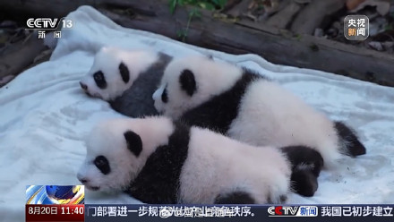 成都大熊猫新生宝宝三小只首亮相