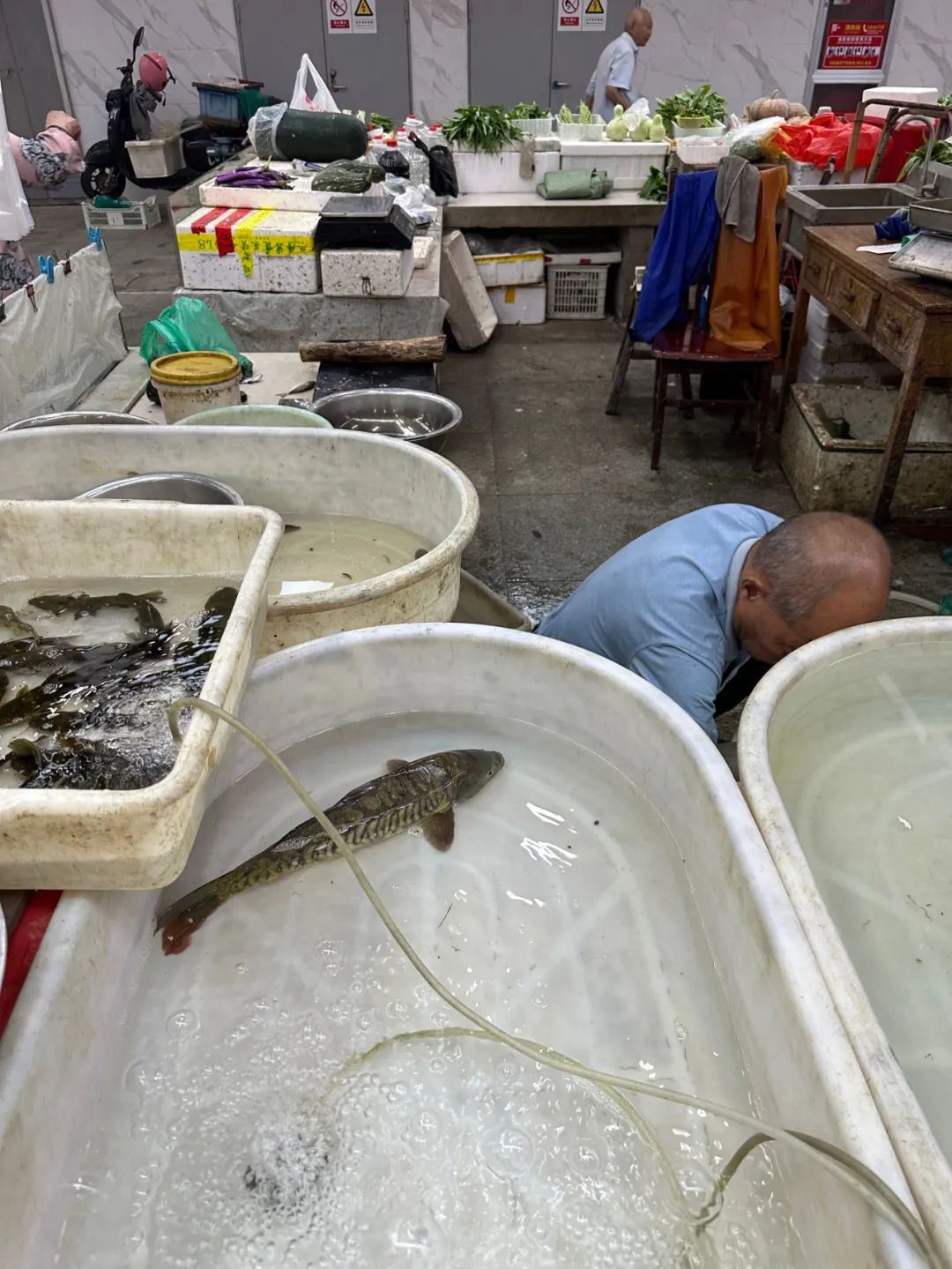 浙江有人散步拍下“怪家伙”,惊呼从没看到过!老板:确实少见,味道一般… 浙江有人散步拍下“怪家伙”,惊呼从没看到过!老板:确实少见,味道一般…