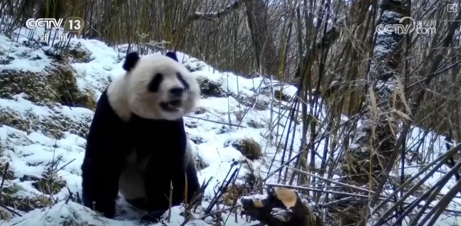 “培训”大熊猫母子、一虎带四崽、两虎打斗……惊喜现身彰显万物共生多姿多彩