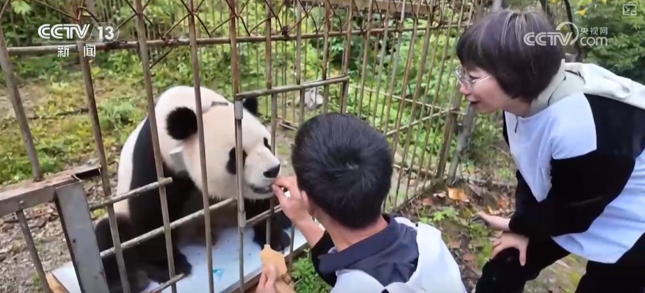 “培训”大熊猫母子、一虎带四崽、两虎打斗……惊喜现身彰显万物共生多姿多彩
