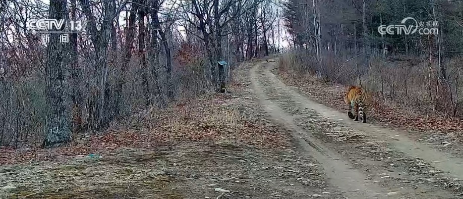 “培训”大熊猫母子、一虎带四崽、两虎打斗……惊喜现身彰显万物共生多姿多彩