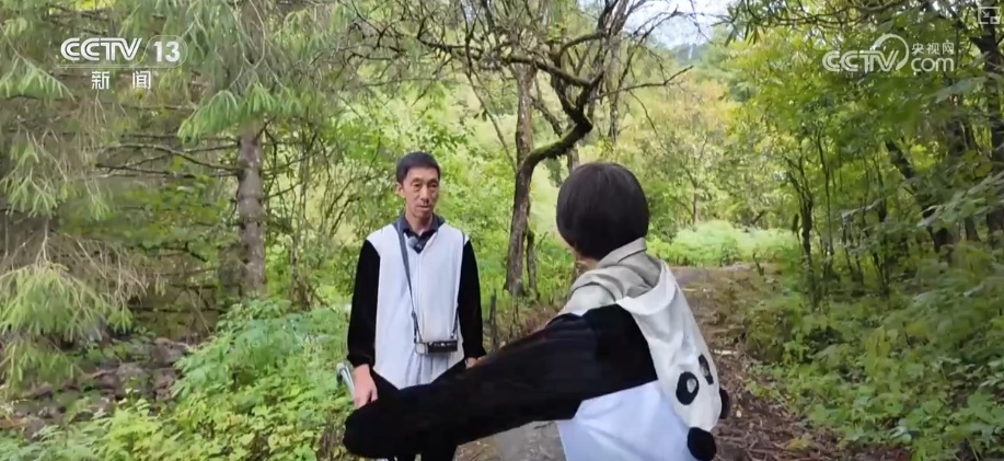 “培训”大熊猫母子、一虎带四崽、两虎打斗……惊喜现身彰显万物共生多姿多彩