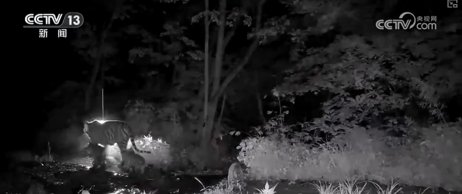 “培训”大熊猫母子、一虎带四崽、两虎打斗……惊喜现身彰显万物共生多姿多彩