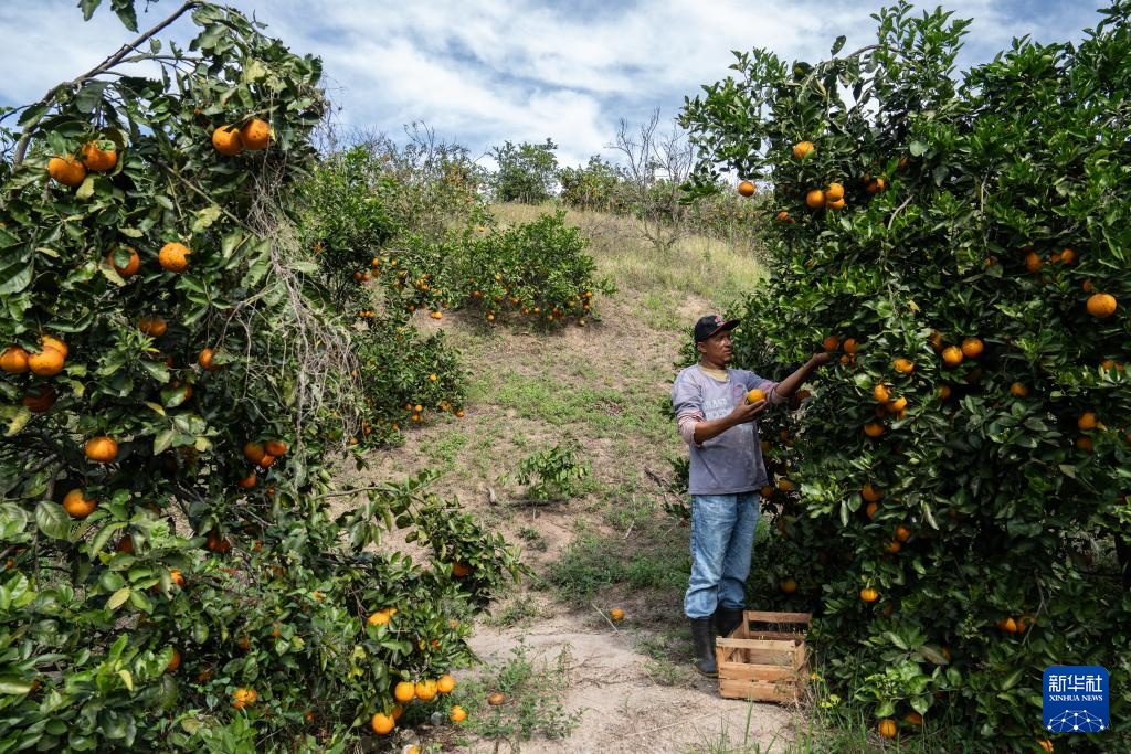 巴西迎来橙子收获季