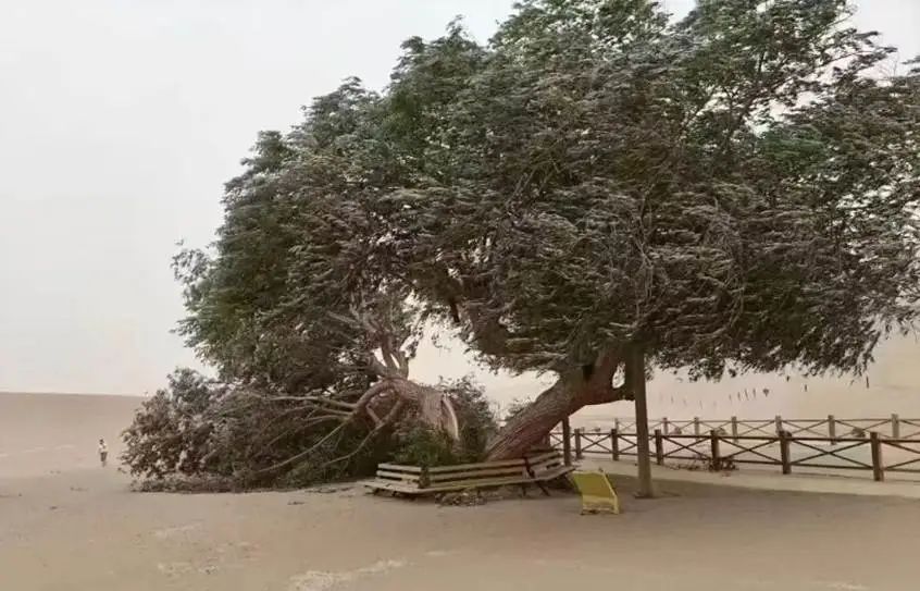 敦煌鸣沙山月牙泉景区“夫妻柳”离婚了，疑遭沙尘暴损毁！景区回应：属实