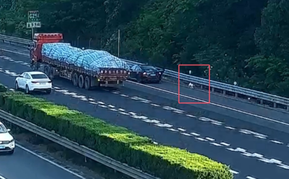 “拉屎拉得全车都是!”男子应急车道停车铲屎,小狗差点闯祸,民警:罚 “拉屎拉得全车都是!”男子应急车道停车铲屎,小狗差点闯祸,民警:罚