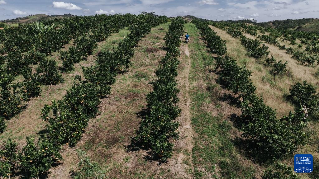 巴西迎来橙子收获季