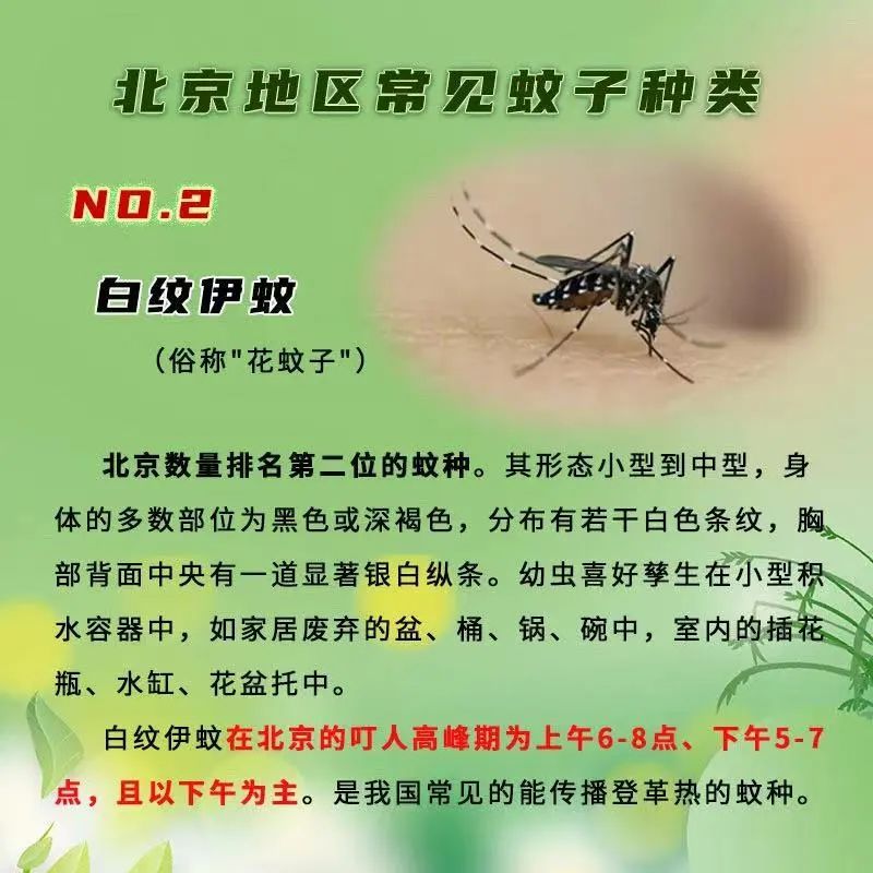 雨后高温高湿，小心这几种蚊子！防护方法——