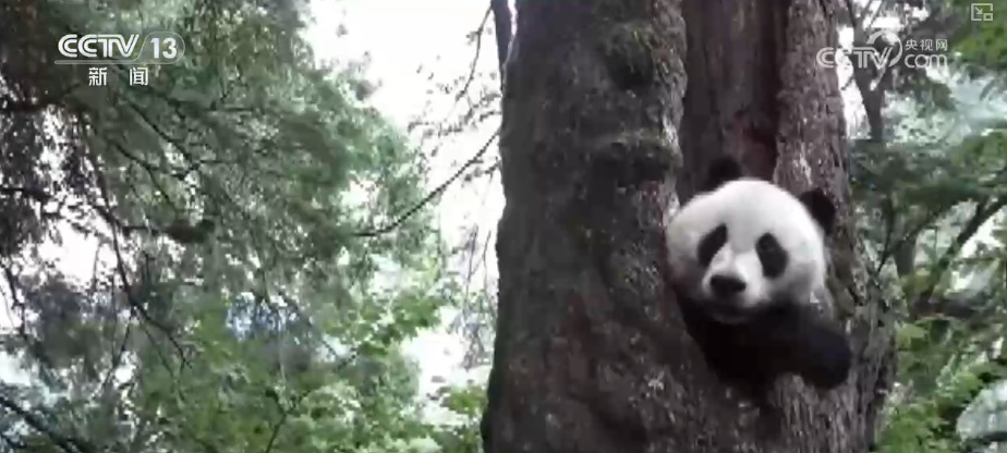 “培训”大熊猫母子、一虎带四崽、两虎打斗……惊喜现身彰显万物共生多姿多彩