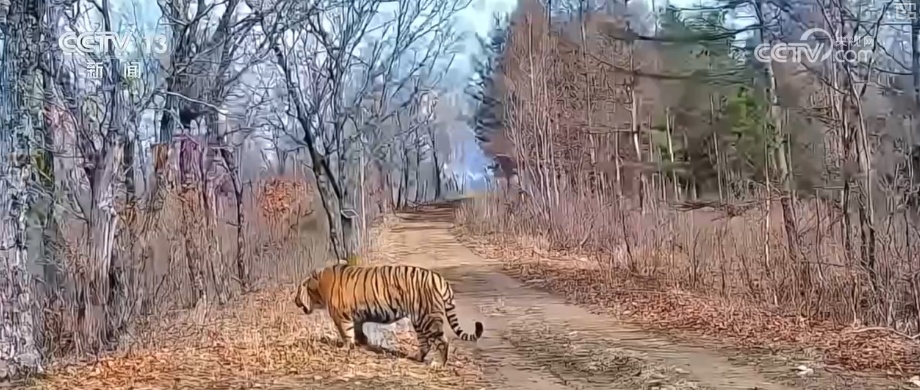 “培训”大熊猫母子、一虎带四崽、两虎打斗……惊喜现身彰显万物共生多姿多彩