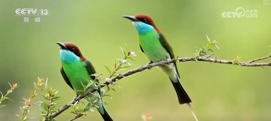 “培训”大熊猫母子、一虎带四崽、两虎打斗……惊喜现身彰显万物共生多姿多彩