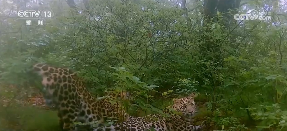 “培训”大熊猫母子、一虎带四崽、两虎打斗……惊喜现身彰显万物共生多姿多彩