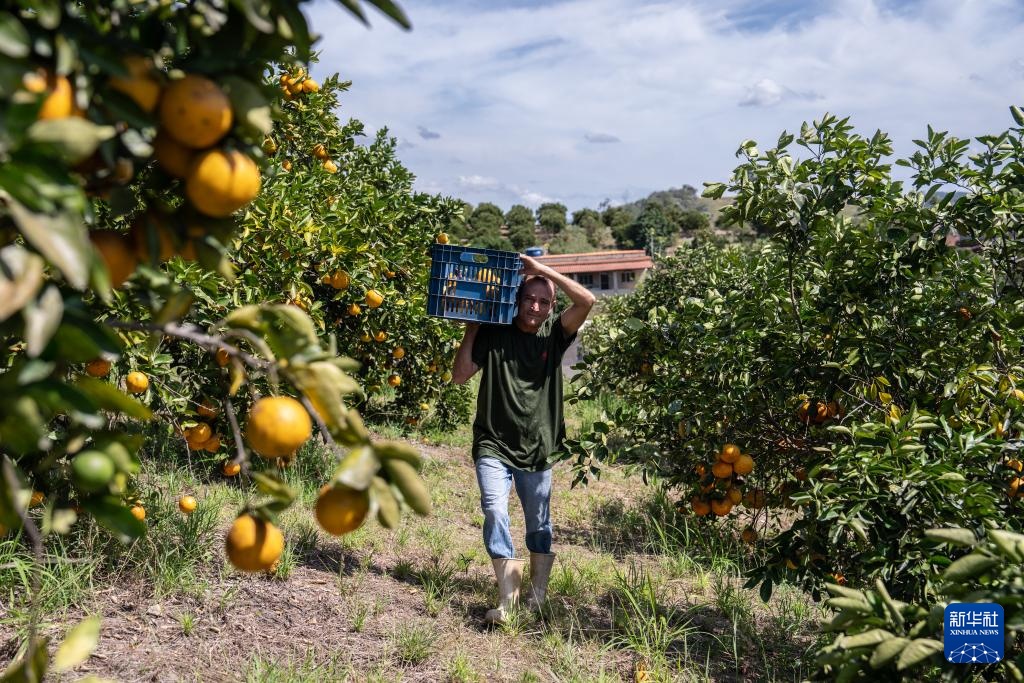 巴西迎来橙子收获季