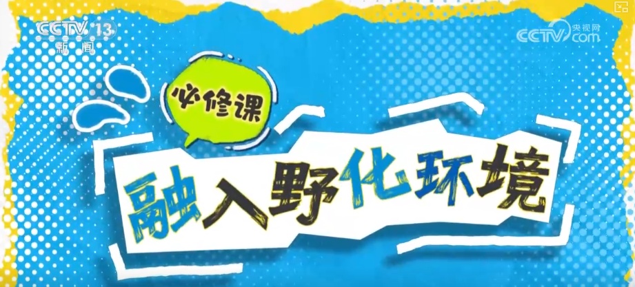 “培训”大熊猫母子、一虎带四崽、两虎打斗……惊喜现身彰显万物共生多姿多彩